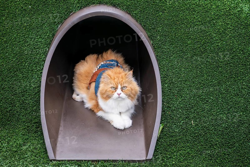 Persian cat, Bangkok, Thailand
