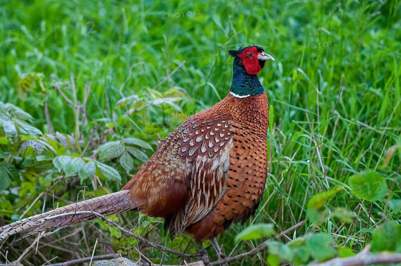 Pheasant, hunting pheasant, phasianus colchicus, pheasant, Sweden, birds, chickens, galliformes, smooth-footed chickens, chickens, male, phasianidae, Sweden, birds, Öland