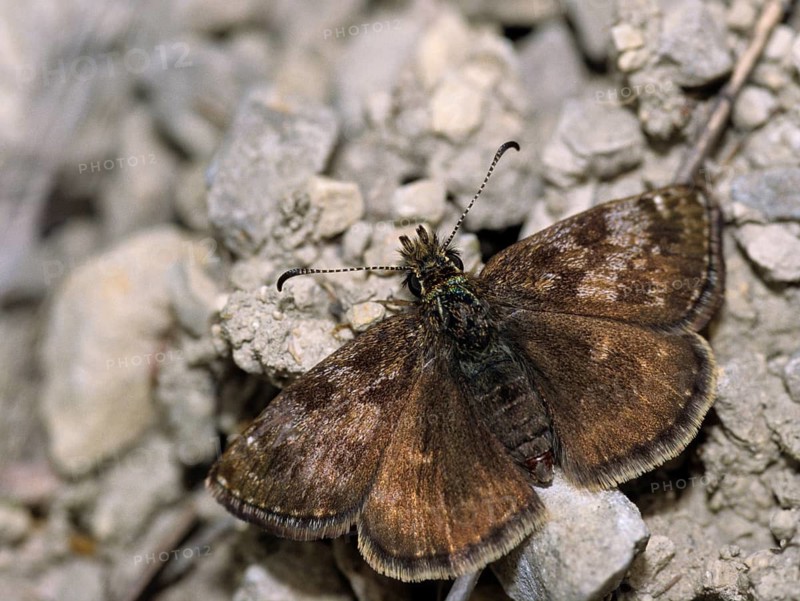 Dingy skipper, dark-headed butterfly, insects, butterflies, insects, butterflies, butterflies, butterflies, butterflies, butterflies