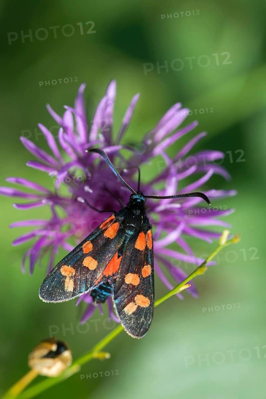 Acorn ram, common blood droplet, six-spot ram, six-spot burnet, zygaena filipendulae, blood droplets, burnet, butterfly, high size, portrait format, insects, moths, moths, moths, moths, butterfly, ram