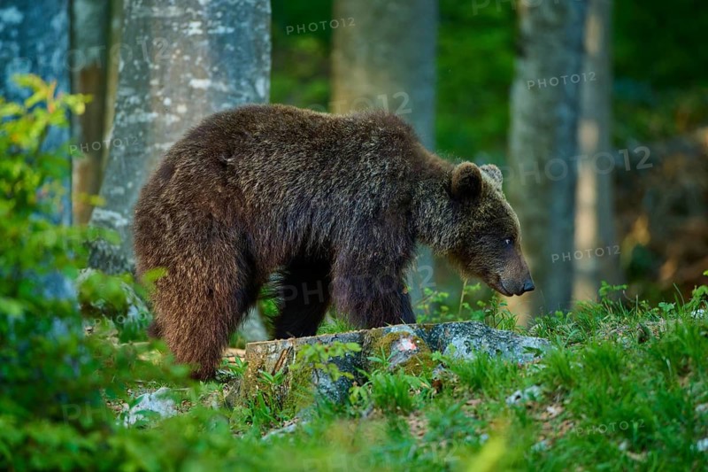 Brown bear in the forest, surrounded by green vegetation and trees, European brown bear (Ursus arctos), Slovenia