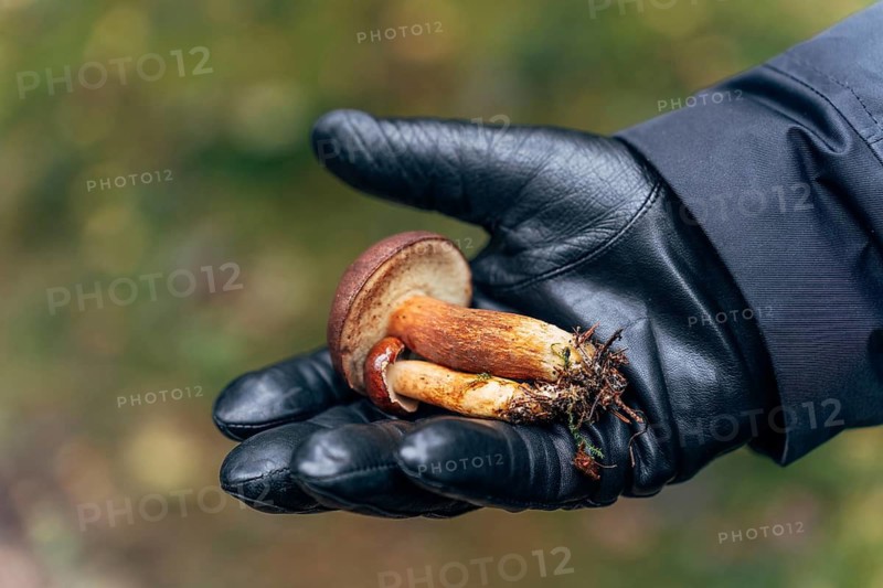 Mans hand in black glove holding freshly foraged birch bolete (Leccinum scabrum) mushroom with autumn foliage background