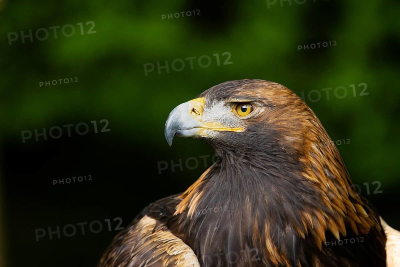 Close-up of an eagle with an intense gaze against a green background, golden eagle (Aquila chrysaetos), adult, animal portrait, in winter, Bohemian Forest, Czech Republic