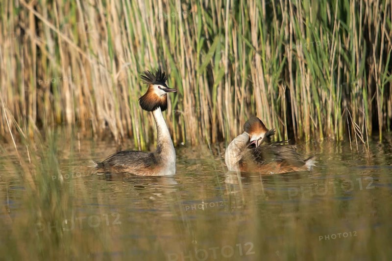 Granelli, Great Crested Grebe, Italy, Pantano Cuba Lagoon, Pantani Cuba and Longarini, Podiceps Cristatus, Migratory Bird Sanctuary, Pantani Cuba & Longarini Migratory Bird Sanctuary, Courtship, Birds, Grebe, Italy, Grebe, Podicipedidae, Sicily, Foundation for Biodiversity, Divers, Birds, Waterbirds, Waterbirds