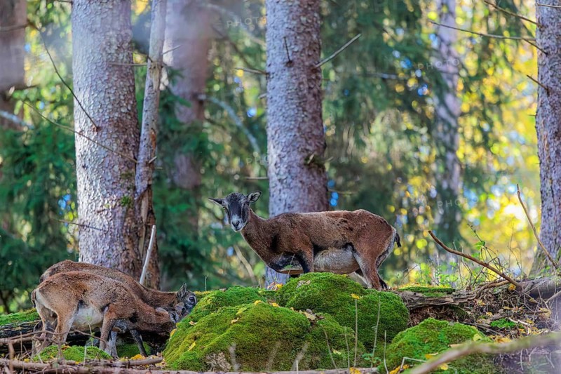 A group of European mouflon (Ovis aries musimon) stands in a forest on a rocky slope. Czech Republic