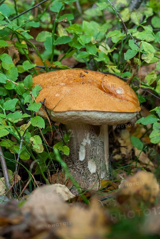 Birch redcap, heath cap, leccinum testaceoscabrum, leccinum versipelle, redcap, black-scaled redcap, fungus, orange birch bolete, mushrooms