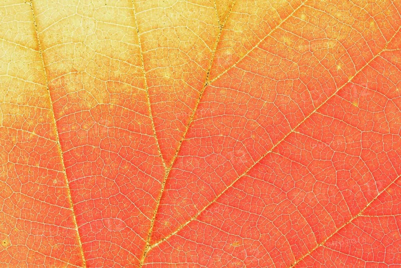 Persian ironwood (Parrotia persica), detail of leaf in autumn, North Rhine-Westphalia, Germany