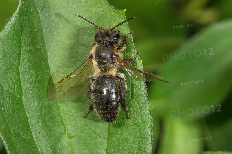 A variegated mason bee (Osmia versicolor) rests on a green leaf, displaying its furry thorax and clear wings, Baden-Württemberg, Germany