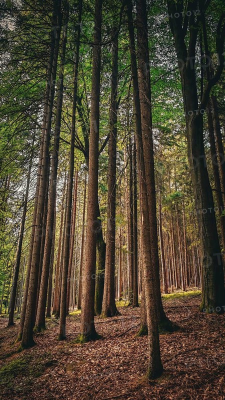 Tall trees stand in a quiet forest flooded with light, Kosertal nature trail, health resort Wirsberg, Upper Franconia