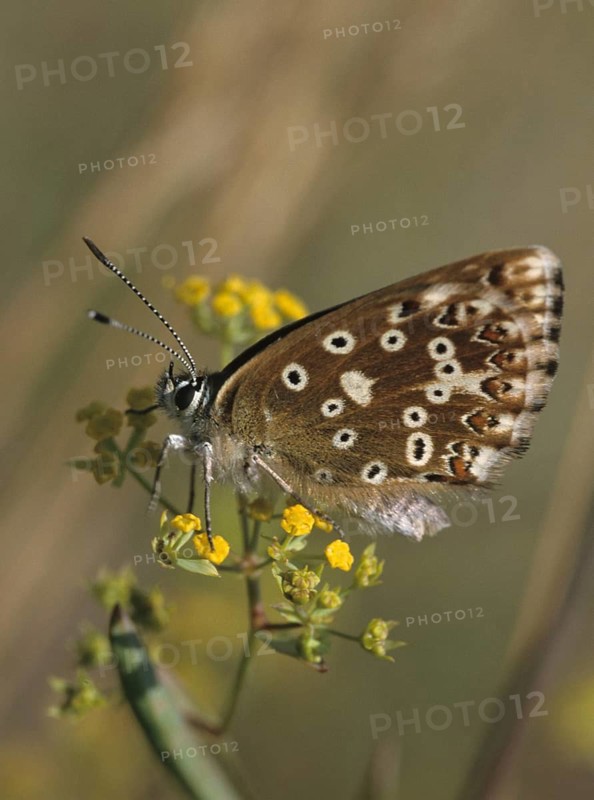 Lysandra coridon, polyommatus coridon, silverblue, silvergreen blue, butterfly, chalkhill blue, high size, portrait format, insects, butterfly, butterflies
