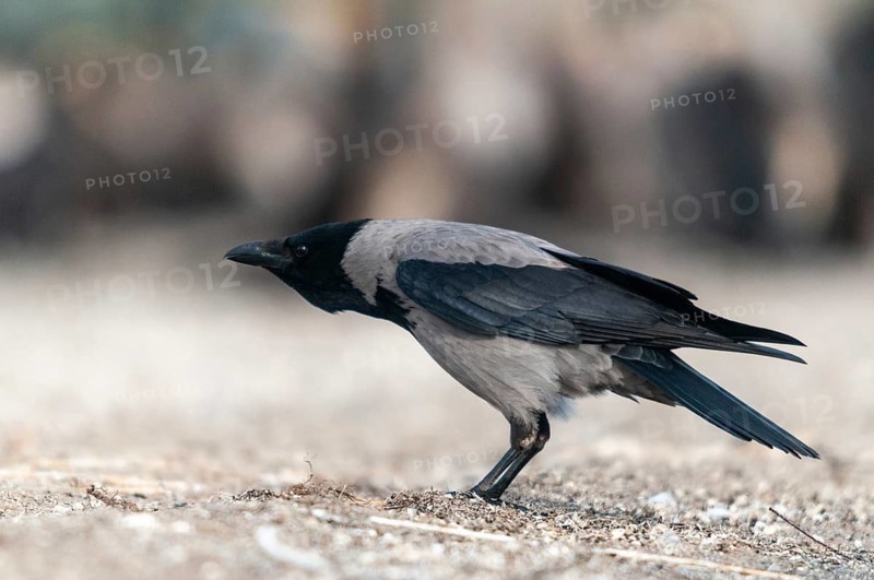 Corvus cornix, hooded crow, birds, call, corvidae family of birds, passeri, corvids, call, songbirds, birds