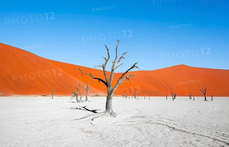 Dead camel thorn trees (Vachellia erioloba), red sand dunes, white salt pan, Dead Vlei, Sossusvlei, Namib Desert, Namib-Naukluft Park, Namibia