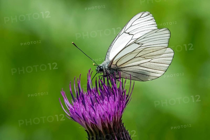 Butterfly, black-veined white (Aporia crataegi) perched on a thistle, close-up, Fellhorn, Oberstdorf, Oberalgäu, Allgäu, Bavaria, Germany