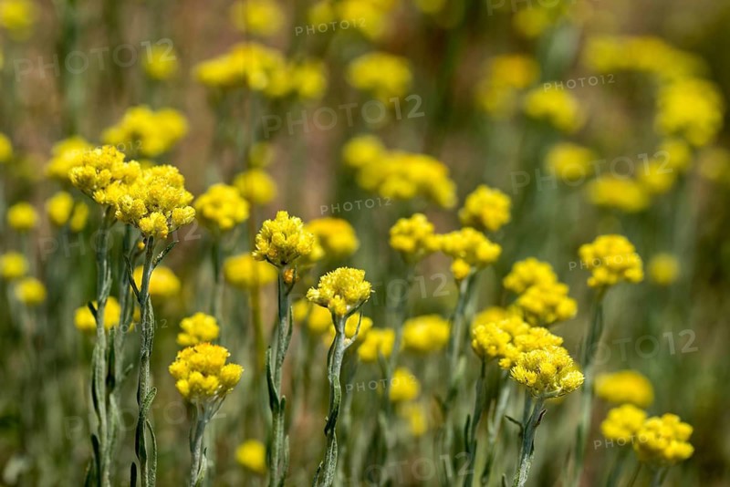 Asteraceae, helichrysum arenarium, daisy, sandstraw flower, dwarf everlast, flora, immortelle, plants, plants