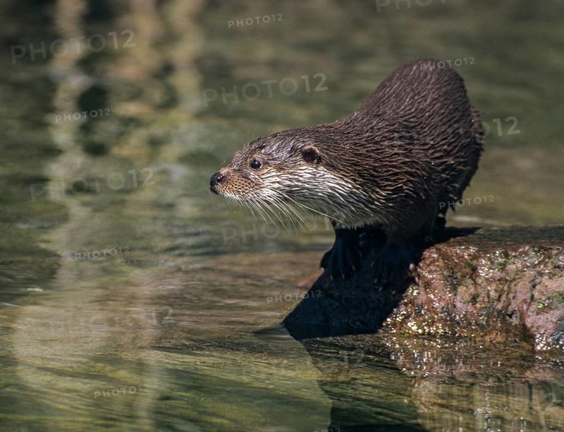 Carnivora, Eurasian otters, Lutra Lutra, predators, mammals, martens, raptors, mammals