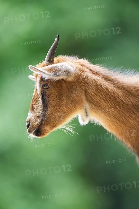 Domestic goat (Capra hircus), portrait, Bavaria, Germany
