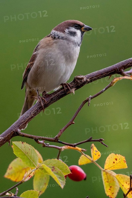 Tree Sparrow, Dog Rose, Passer Montanus, Rosa Canina, Rosaceae, Rose Family, Sparrow, Autumn, Birds, Dog Rose, Flora, Hedge, Autumn, High Size, Portrait, Passeri, Plants, Songbirds, Sparrow, Sparrow, Sparrow, Sparrow, Sparrow, Sparrow, Sparrow, Sparrow, Sparrow, Sparrow, Sparrow