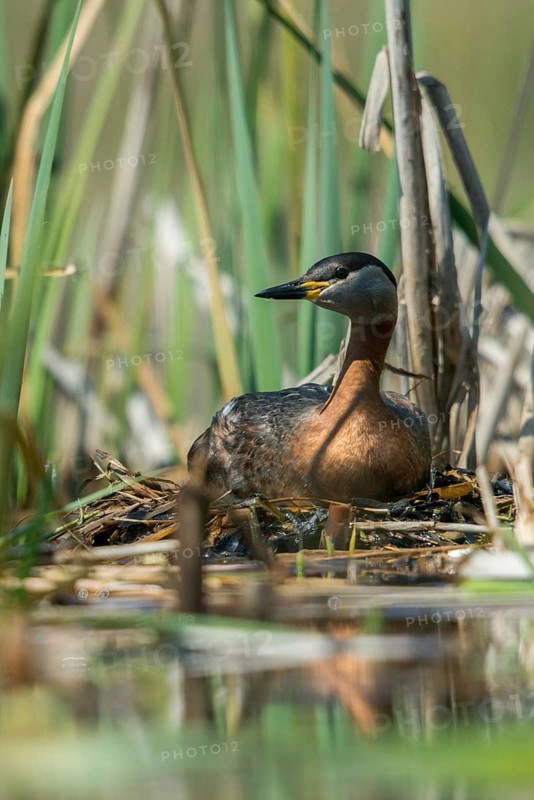 Brandenburg, Germany, Nabu, Nabu project, national natural heritage, Grünhaus natural paradise, podiceps grisegena, red-necked grebe, red-necked grebe, post-mining landscape, birds, brood, grebe, green house, high size, portrait format, rag grebe, nest, podicipedidae, divers, birds, waterbirds, waterbirds, waterbirds