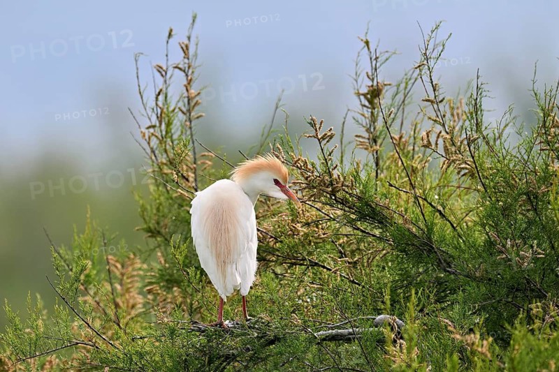 Cattle egret (Bubulcus ibis), with a red beak, in breeding plumage, perched on a branch, Camargue, southern France, France