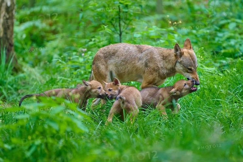 Wolves interacting in a lush forest, summer, wolf (Canis lupus), Germany