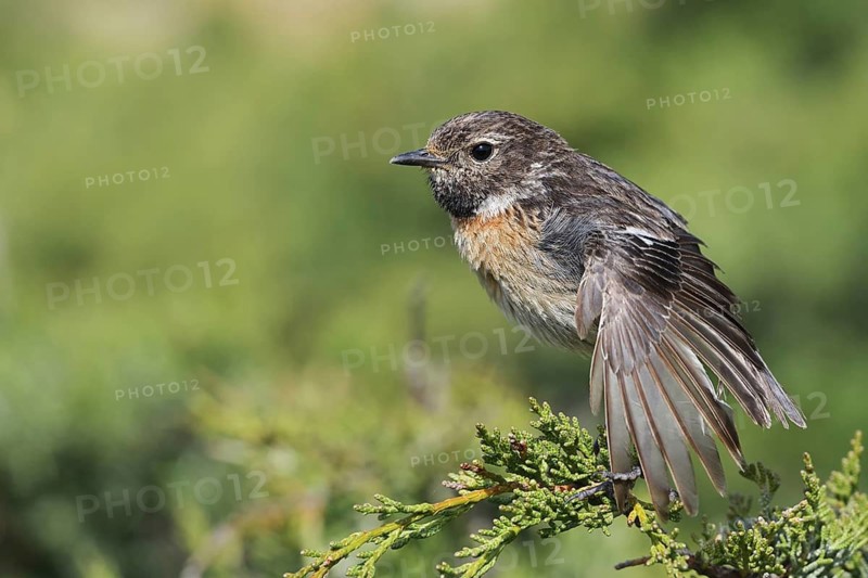 Stonechat (Saxicola rubicola), female stretching her wings, Algarve, Portugal