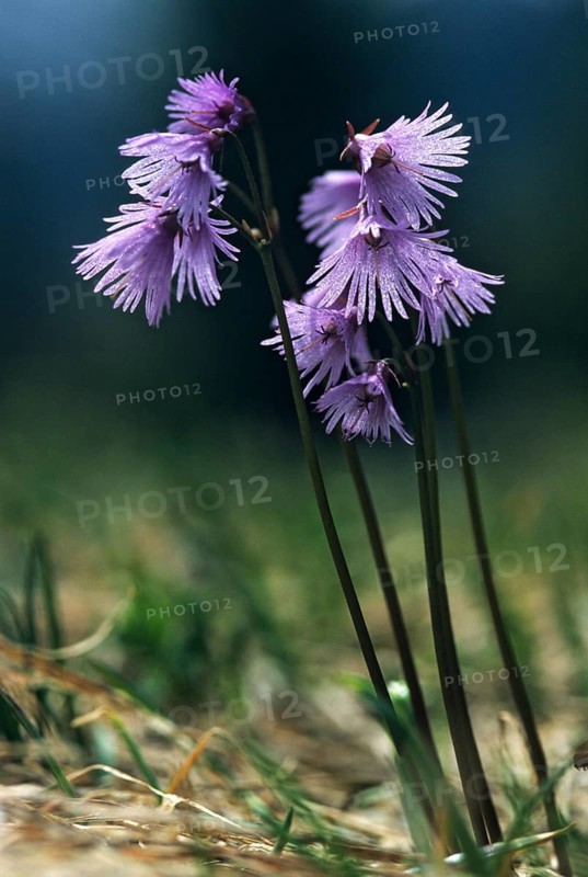 Alpine soldanelle, alpine bluebell, common alpine bell, primrose, primulaceae, soldanella alpina, alpine snowbell, blue moonwort, flora, high size, vertical format, plants, plants