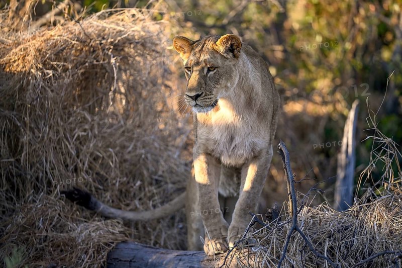 Lioness (Panthera leo) near Atzaró Camp, Okavango Delta, North-West District, Botswana