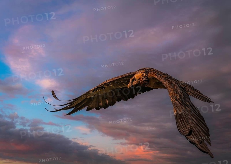 Bearded vulture (Gypaetus barbatus) in flight during the blue hour, Pyrenees, Spain