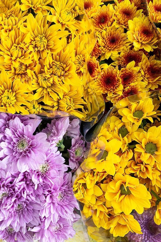 Chrysanthemums, Bangkok, Thailand