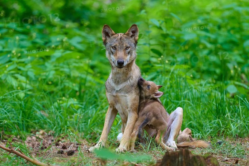 A wolf and its cub sit together in the forest, showing affection, summer, wolf (Canis lupus), Germany