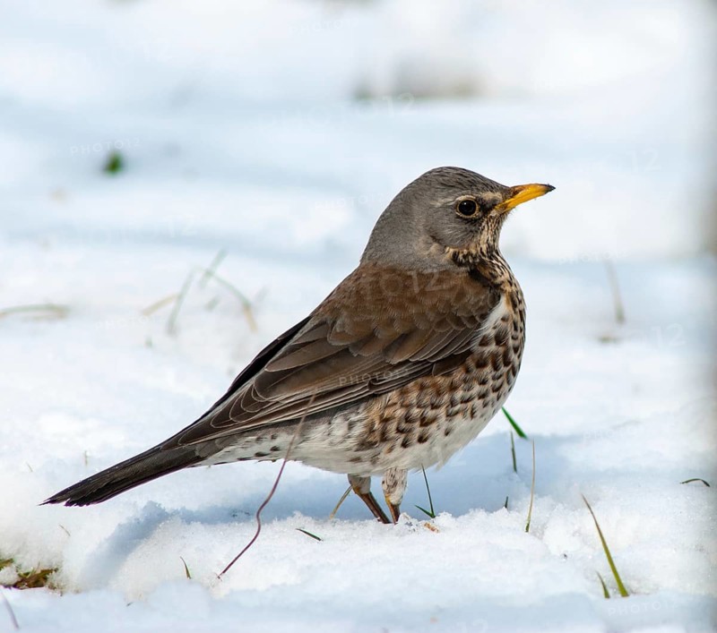 Fieldfares, Turdus pilaris, juniper thrush, birds, thrush, passeri, songbirds, thrush, birds, winter
