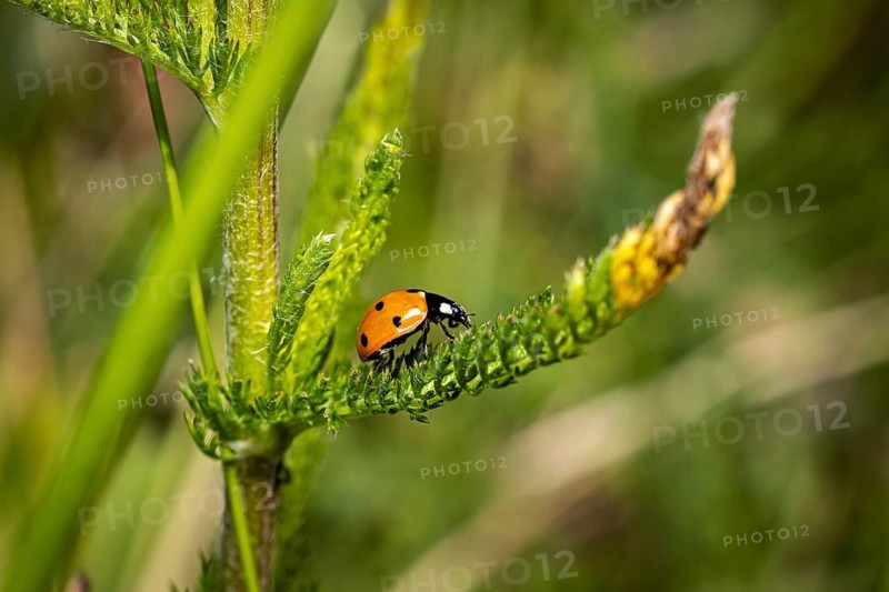 A ladybird crawling on a green plant stem in its natural habitat, a ladybird on a green plant in Germany (Coccinellidae)