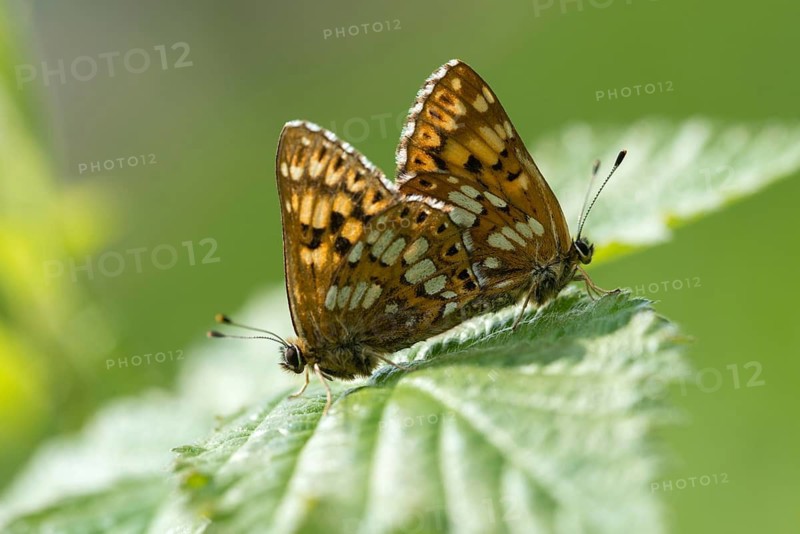 Brown cube butterfly, duke of burgundy fritillary, hamearis lucina, pearl bandage, cowslip cube, butterfly, insects, copula, mating, butterfly, butterfly, butterfly
