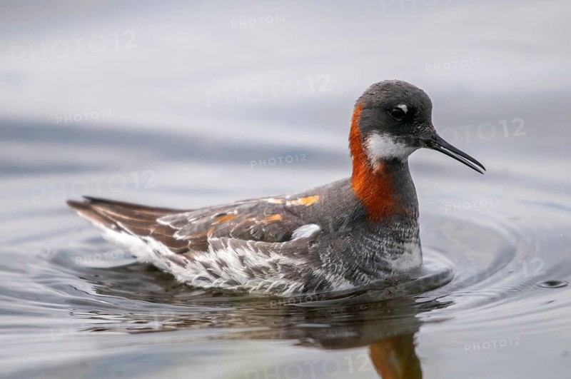 Norway, Odinshühnchen, Phalaropus Lobatus, Red-necked Phalarope, Varanger, Birds, Charadriiformes, Limikolen, Plower, Plower