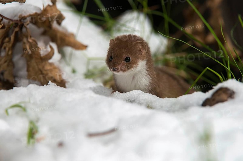 Carnivora, least weasel, mouse weasel, mustela nivalis, predators, prey, capture, hunting, mammals, mouse, raptors, snow, mammals, winter