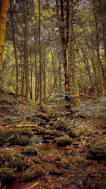 A small Werre stream flows through a moss-covered forest full of quiet beauty, atmospheric, hiking in the Schwarza Valley, Thuringian Slate Mountains, Thuringian Forest nature park Park