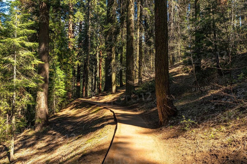 Winding forest path leading through towering giant sequoia trees in sequoia national park, with sunlight dappling the ground and creating shadows among the ancient conifers