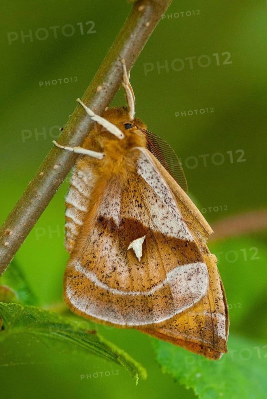 Aglia dew, nail spot, butterfly, high size, portrait format, insects, leo, moths, moths, butterfly, dew emperor