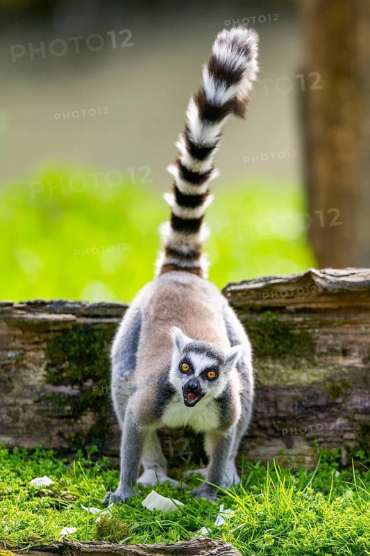 Ring-tailed lemur (Lemur catta) standing in the grass, captive, Germany