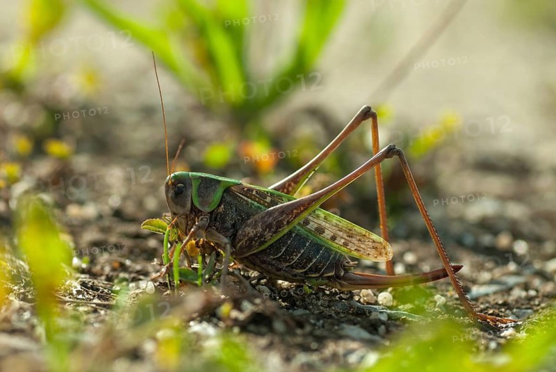 Brandenburg, Decticus Verrucivorus, Germany, grasshoppers, locusts, Nabu, national natural heritage, natural paradise Grünhaus, wart biters, post-mining landscape, ensifera, grasshoppers, greenhouse, grasshoppers, insects, insects, long-feeler scare, wait biter