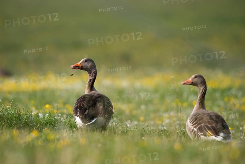 Anser Anser, Greylag or Graylag Goose, Grelag Goose, Anatidae, Birds, Duckbirds, Goose, Geese, Birds, Waterbirds
