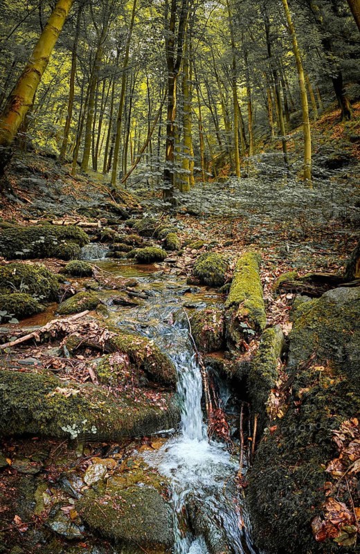 A moss-covered forest stream under cool lighting conditions flows downhill, atmospheric, hiking in the Schwarza Valley nature park Reserve, Thuringian Slate Mountains, Thuringian Forest Nature Park