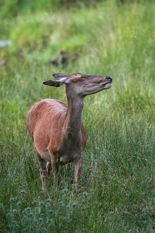 Artiodactyla, Cervus Elaphus, even-toed ungulate, cloven-hoofed, red deer, red deer, female, high size, deer, portrait format, mammals, mammals, female