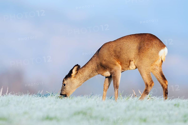 European roe deer (Capreolus capreolus), doe standing in a meadow with hoarfrost and eating, Lower Saxony, Germany