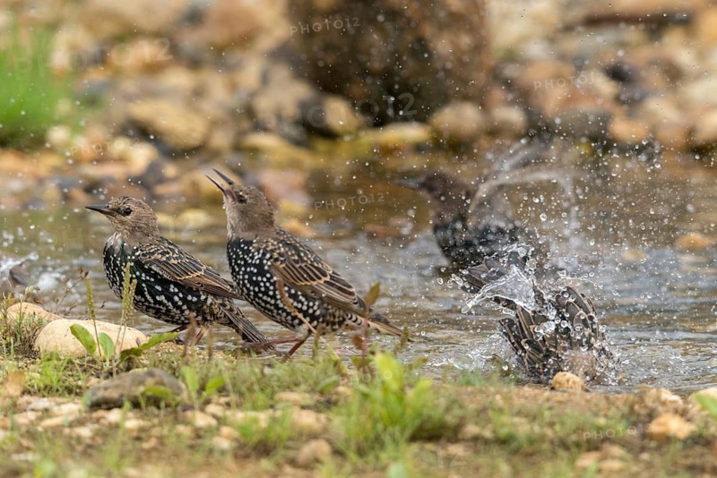 Star, Starling, Sturnus Vulgaris, Bath, Bird Bath, Birds, Passeri, Songbirds, Potion, Birdbath, Birds, Watering Place