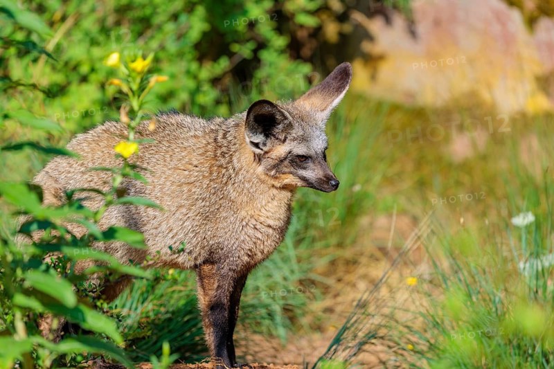 A Bat-eared fox (Otocyon megalotis) stands among tall green vegetation on a sunny day. Sudan, Ethiopia, Somalia, Uganda, Kenya, Tanzania, Angola, Namibia, Botswana, South Africa, Mozambique, Zimbabwe