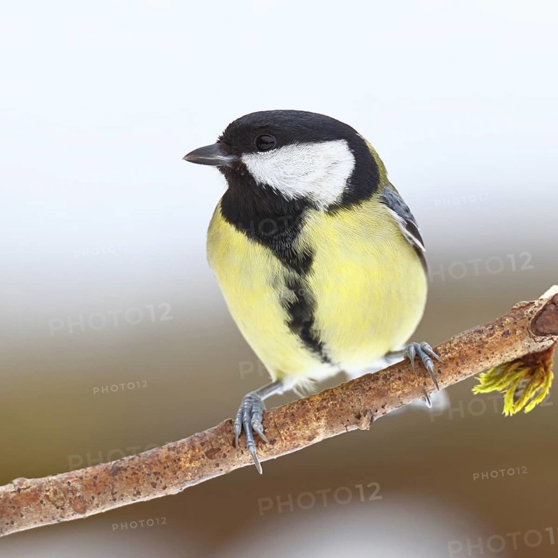 Great Tit (Parus major), perched on a branch covered in moss and lichen, wildlife, animals, birds, tits, Wilnsdorf, North Rhine-Westphalia, Germany