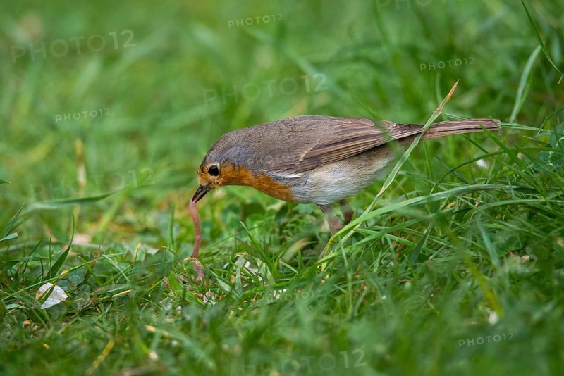 Erithacus rubecula, robin, robins, birds, foraging, foraging, passeri, earthworm, songbirds, birds