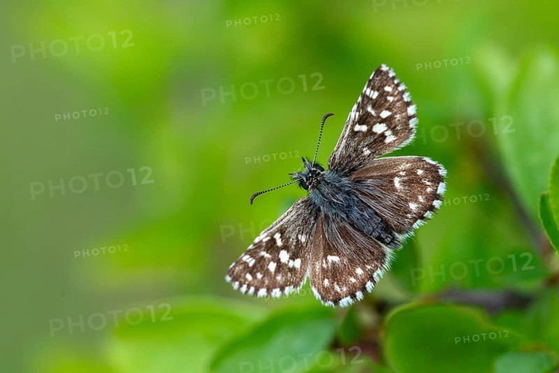 Small cube thighead, Pyrgus Malvae, cube thighead, butterfly, thighead butterfly, grizzled skipper, insects, butterfly, butterflies