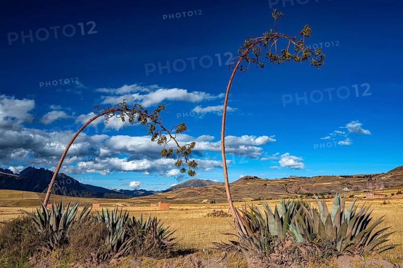 Agaves with inflorescences in front of a farmland plain in the highlands (Agave cordillerensis), Maras, Urubamba Valley, southern Peru, Peru, South America